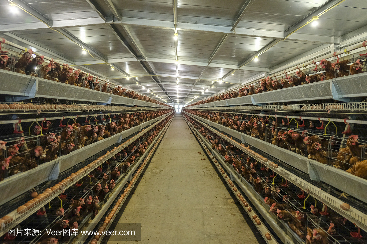 蛋鸡及蛋品养殖场,农业技术设备