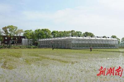 华容“超级水稻工厂”引领农业科技之变